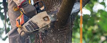 Reliable Edmonton, KY Tree Services Solutions