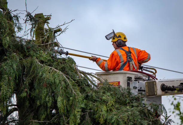 Best Commercial Tree Services  in Edmonton, KY