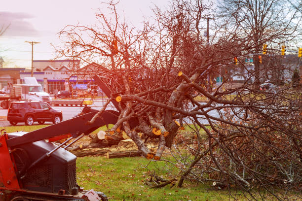 Leaf Removal in Edmonton, KY