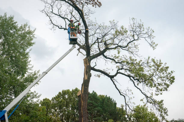 How Our Tree Care Process Works  in  Edmonton, KY